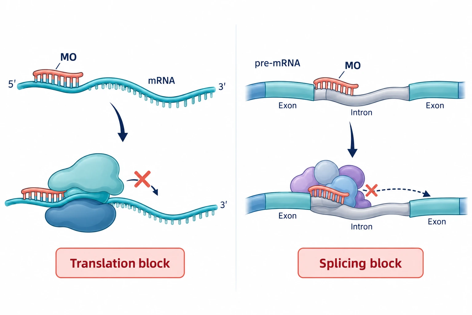 Morpholino 与靶 RNA 互补结合，通过空间位阻阻断翻译或干扰剪接。