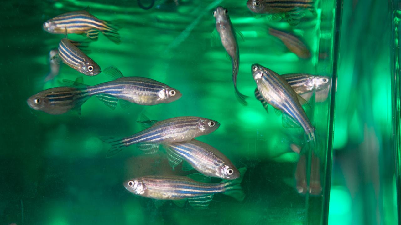 斑马鱼 Zebrafish (Danio rerio)